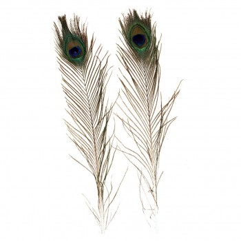 PLUMAS DE PAVO REAL GRANDES 100cm